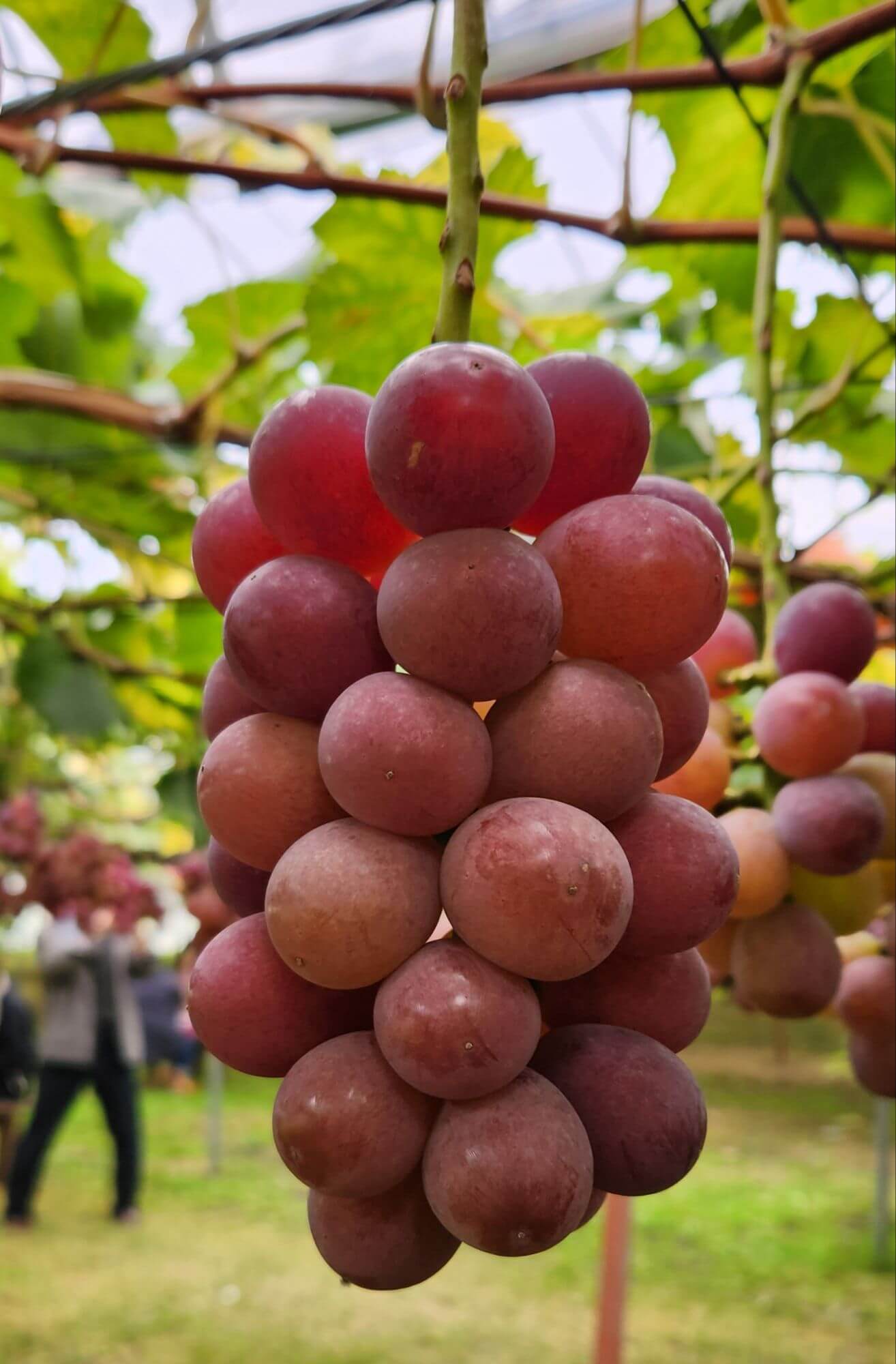 竜宝狩りが始まりました - 北海道壮瞥の果物狩り | ほりぐち果樹園